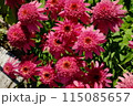 エキナセア　サザンベル 115085657