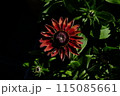 ルドベキア 115085661