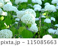 白い紫陽花 115085663