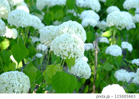 白い紫陽花 白い紫陽花 115085663