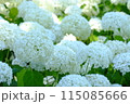 白い紫陽花 115085666