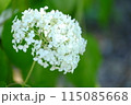 白い紫陽花 115085668