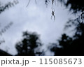 蜘蛛 115085673