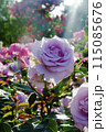 薔薇 115085676