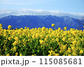 菜の花 115085681
