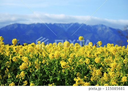 菜の花 115085681