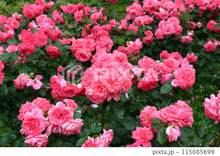 市川市 自然観察園 バラ園 千葉県市川市大野町 市川市 自然観察園 バラ園 千葉県市川市大野町 115085699