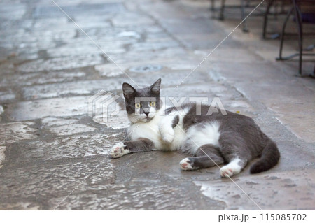 ドブロブニク旧市街、石畳に寝転ぶグレーと白の猫 115085702