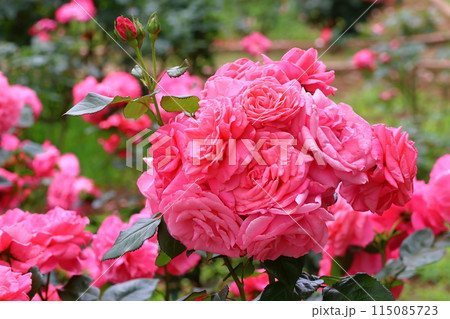 市川市 自然観察園 バラ園　千葉県市川市大野町 115085723