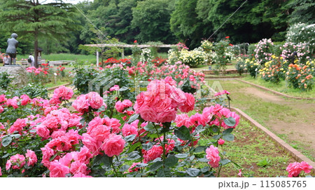 市川市 自然観察園 バラ園 千葉県市川市大野町 市川市 自然観察園 バラ園 千葉県市川市大野町 115085765