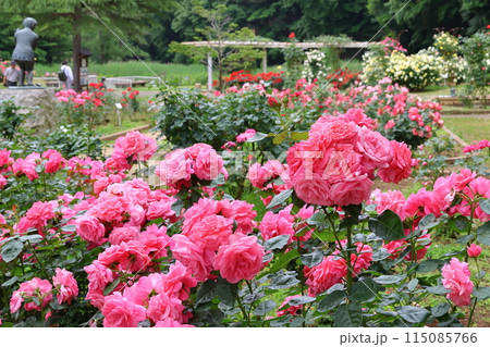 市川市 自然観察園 バラ園 千葉県市川市大野町 市川市 自然観察園 バラ園 千葉県市川市大野町 115085766