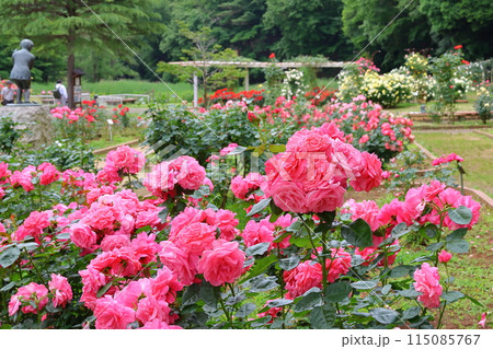 市川市 自然観察園 バラ園 千葉県市川市大野町 市川市 自然観察園 バラ園 千葉県市川市大野町 115085767