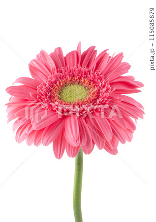 Pink gerbera daisy flower 115085879