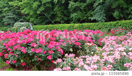 市川市 自然観察園 バラ園　千葉県市川市大野町 115085890