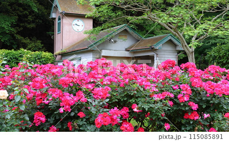 市川市 自然観察園 バラ園　千葉県市川市大野町 115085891