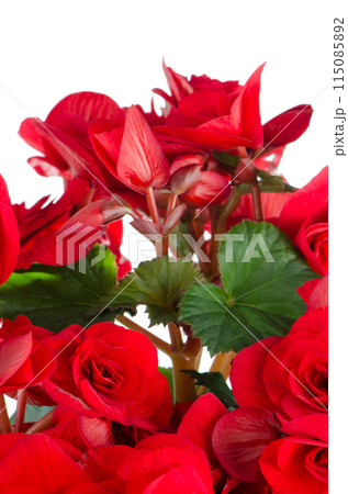 Begonia Elatior gemengd flower Begonia Elatior gemengd flower 115085892
