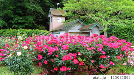 市川市 自然観察園 バラ園 千葉県市川市大野町 市川市 自然観察園 バラ園 千葉県市川市大野町 115085893