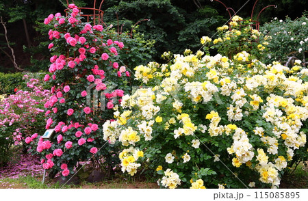 市川市 自然観察園 バラ園　千葉県市川市大野町 115085895