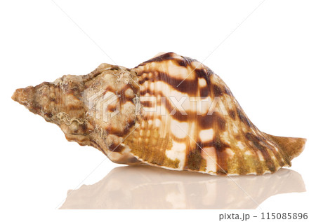 Sea shell Sea shell 115085896