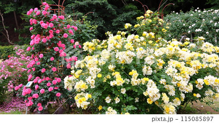 市川市 自然観察園 バラ園　千葉県市川市大野町 115085897