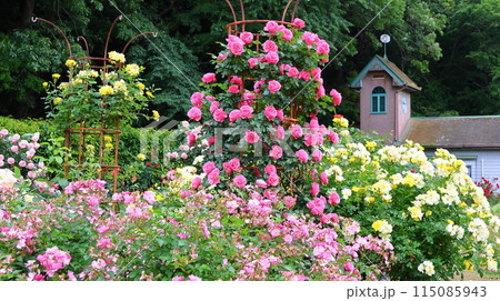 市川市 自然観察園 バラ園　千葉県市川市大野町 115085943