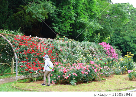市川市 自然観察園 バラ園 千葉県市川市大野町 市川市 自然観察園 バラ園 千葉県市川市大野町 115085948