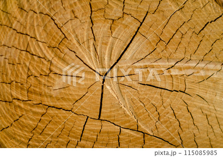 Old pine tree cut texture Old pine tree cut texture 115085985