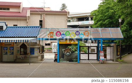 市川市動植物園　レッサーパンダ　千葉県市川市大町 115086156