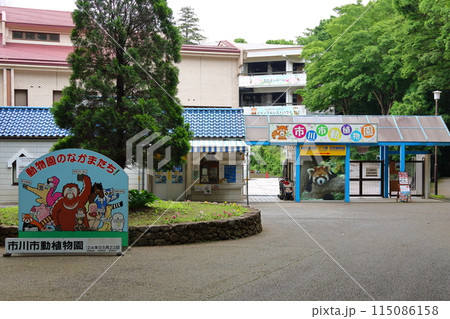 市川市動植物園　レッサーパンダ　千葉県市川市大町 115086158