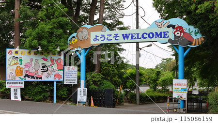 市川市動植物園　レッサーパンダ　千葉県市川市大町 115086159