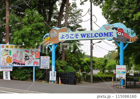 市川市動植物園　レッサーパンダ　千葉県市川市大町 115086160