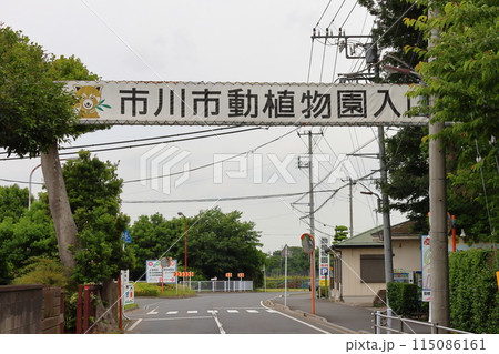 市川市動植物園　レッサーパンダ　千葉県市川市大町 115086161