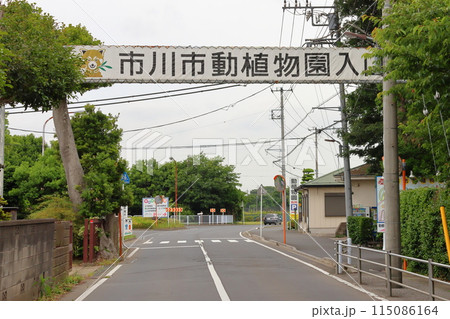 市川市動植物園　レッサーパンダ　千葉県市川市大町 115086164