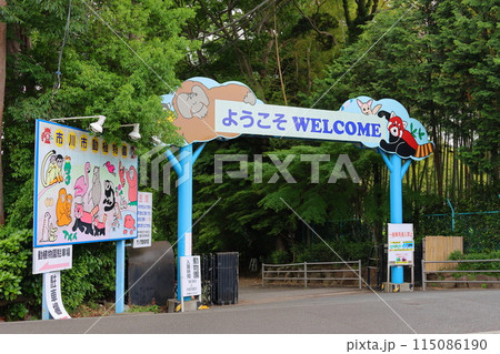 市川市動植物園 レッサーパンダ 千葉県市川市大町 市川市動植物園 レッサーパンダ 千葉県市川市大町 115086190