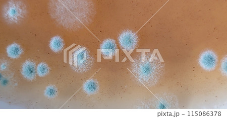 アオカビのコロニー アオカビのコロニー 115086378