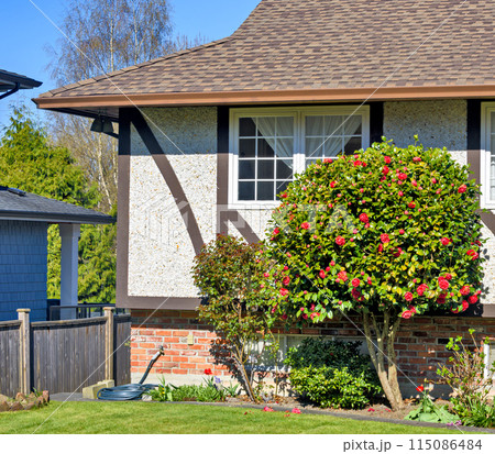 Corner of a house with decorative blossoming tree in front Corner of a house with decorative blossoming tree in front 115086484