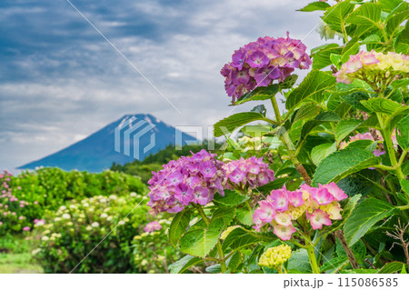 （静岡県）梅雨の晴れ間、アジサイと富士山 115086585