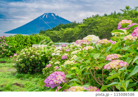 （静岡県）梅雨の晴れ間、アジサイと富士山 115086586