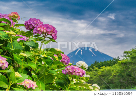 （静岡県）梅雨の晴れ間、アジサイと富士山 115086594