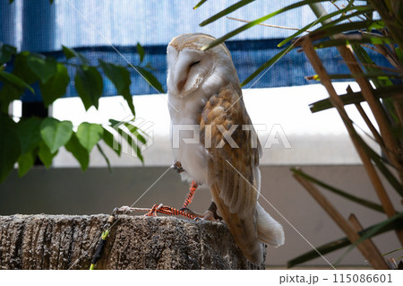 うとうとするメンフクロウ 115086601