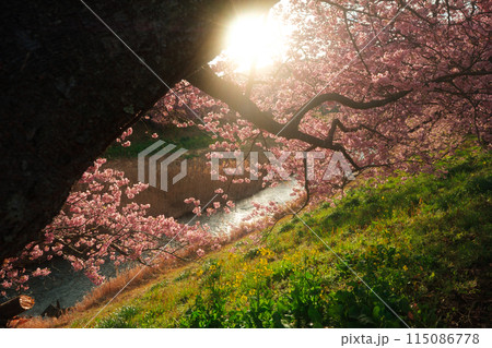 木の幹から覗く、満開の桜 115086778