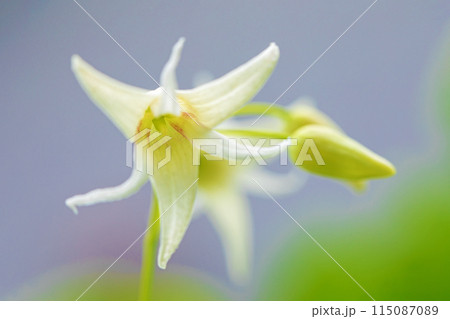 家の周りの草花　四季の色々　今年も垣根に白い小さなグベの花が咲きました 115087089