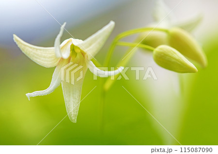 家の周りの草花　四季の色々　今年も垣根に白い小さなグベの花が咲きました 115087090