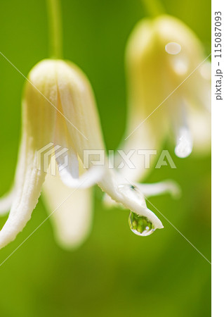 家の周りの草花　四季の色々　今年も垣根に白い小さなグベの花が咲きました 115087093