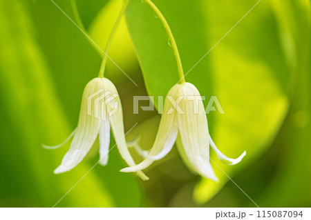 家の周りの草花　四季の色々　今年も垣根に白い小さなグベの花が咲きました 115087094