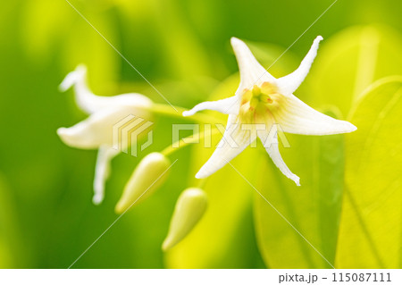 家の周りの草花　四季の色々　今年も垣根に白い小さなグベの花が咲きました 115087111