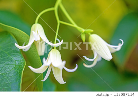 家の周りの草花　四季の色々　今年も垣根に白い小さなグベの花が咲きました 115087114