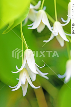 家の周りの草花 四季の色々 今年も垣根に白い小さなグベの花が咲きました 家の周りの草花 四季の色々 今年も垣根に白い小さなグベの花が咲きました 115087117