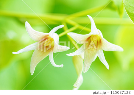 家の周りの草花　四季の色々　今年も垣根に白い小さなグベの花が咲きました 115087128