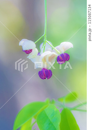 家の周りの草花　四季の色々　近くの雑木林に小さなピンクのアケビの花が咲きました 115087134